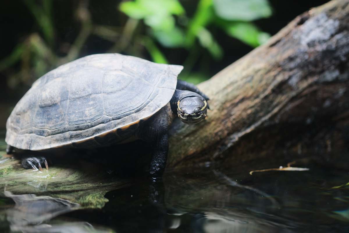 sea life black turtle on brown wood animal